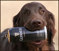 guinness dog