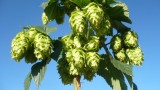 New Hops, Y’all!