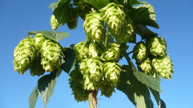 New Hops, Y’all!