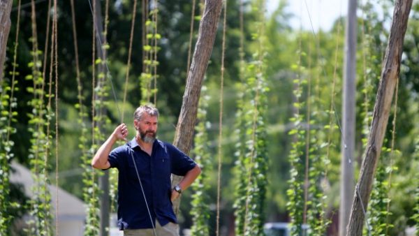 The real reasons behind rising hops prices