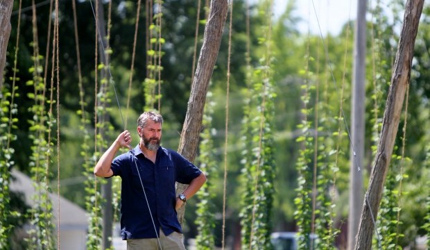 The real reasons behind rising hops prices