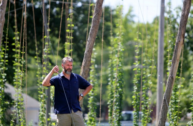 Hops vines