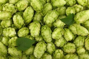 Hops 101: Bitterness, Aroma, and Why You Need Both