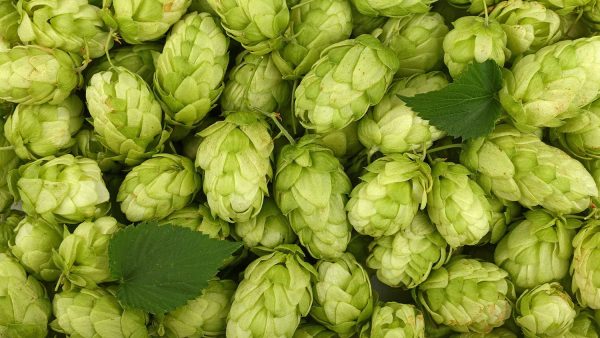 Hops 101: Bitterness, Aroma, and Why You Need Both