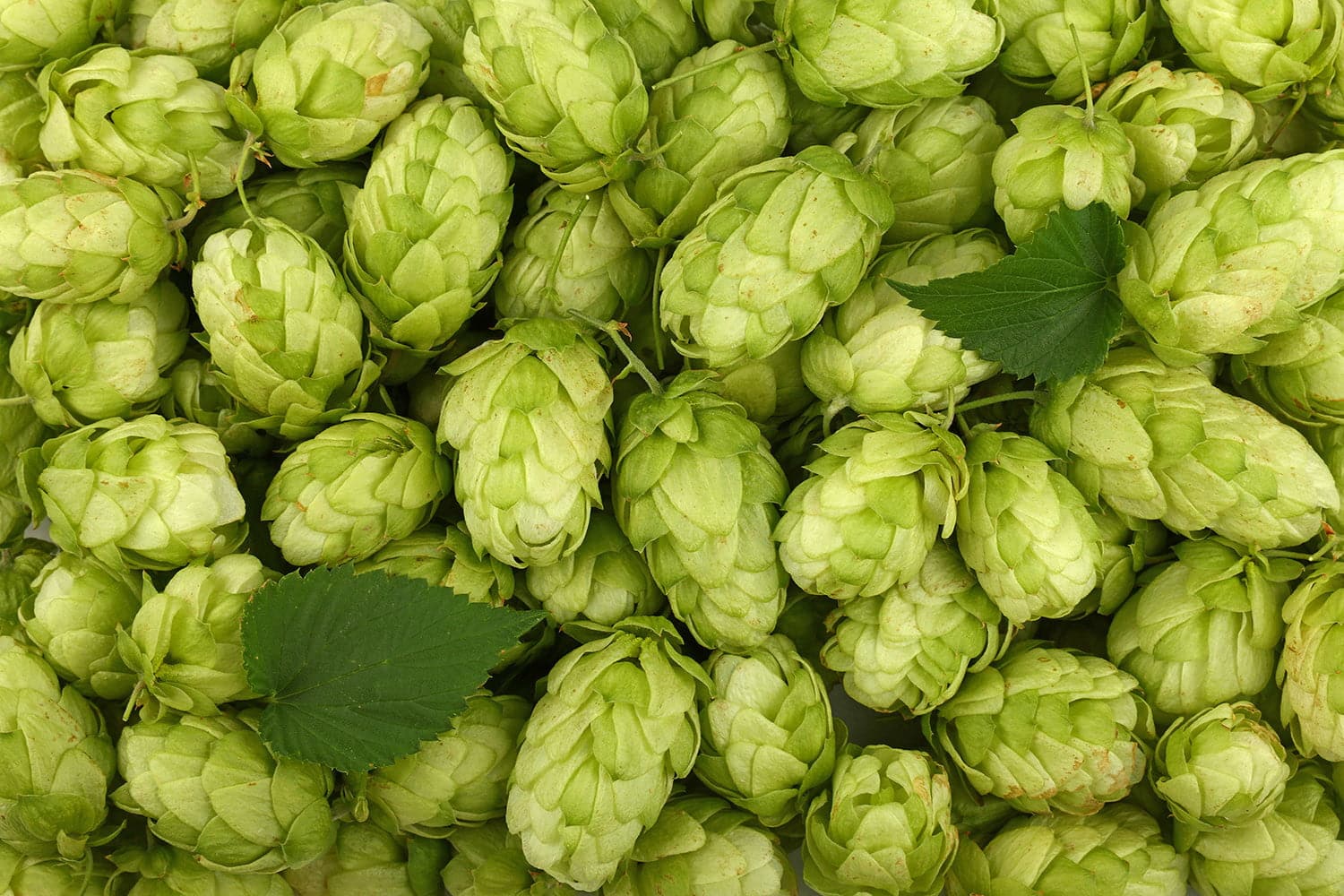Hops 101: Bitterness, Aroma, and Why You Need Both
