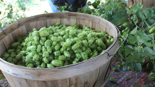 Hop Harvest Season Is Here — A Look at the People Behind Your Beer’s Most Important Ingredient
