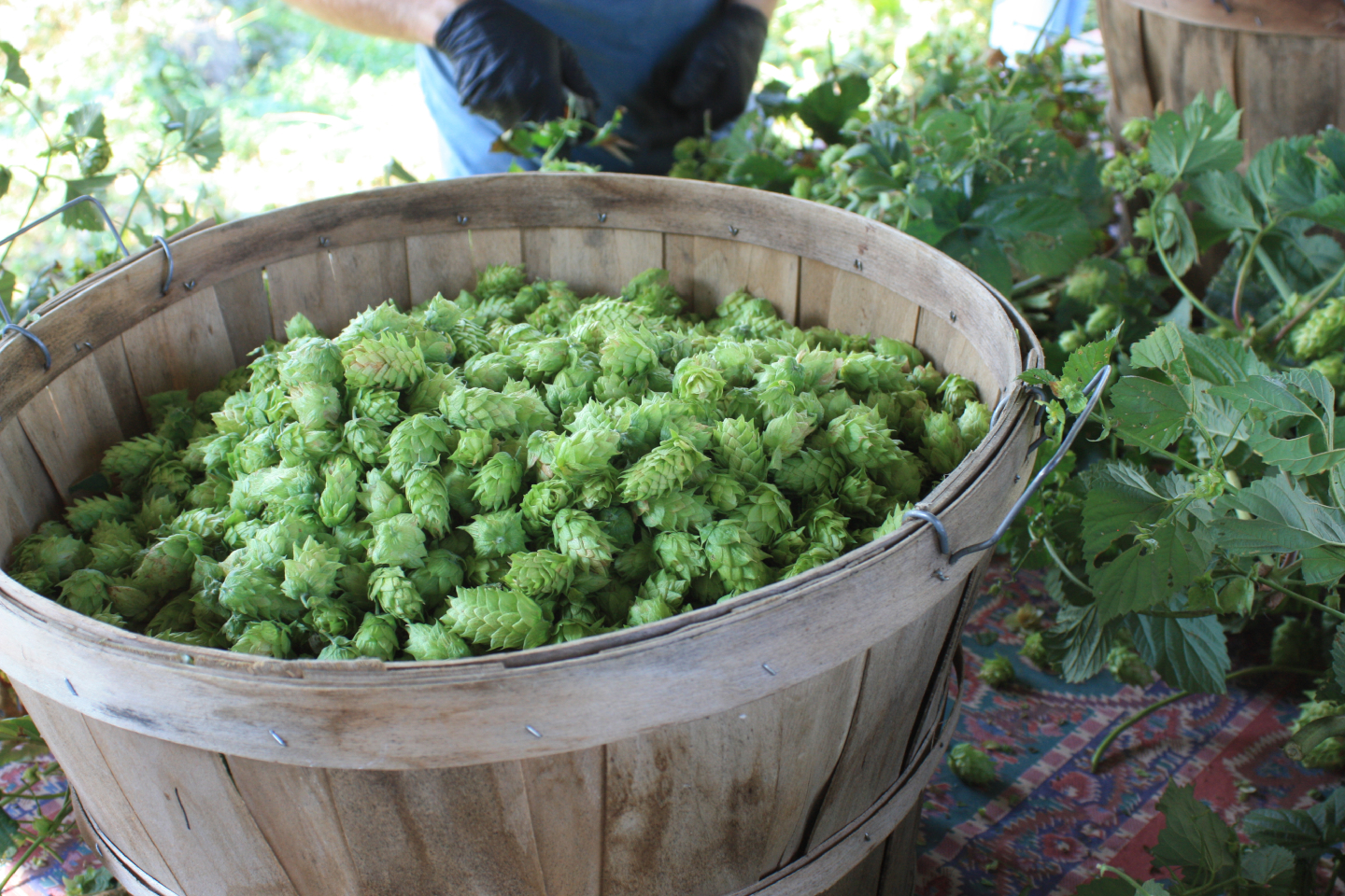 Hop Harvest Season Is Here