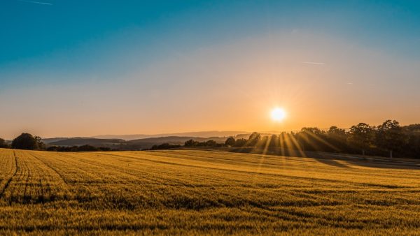 Craft Beer and Climate Change — The Quiet Crisis Reshaping Ingredient Supply